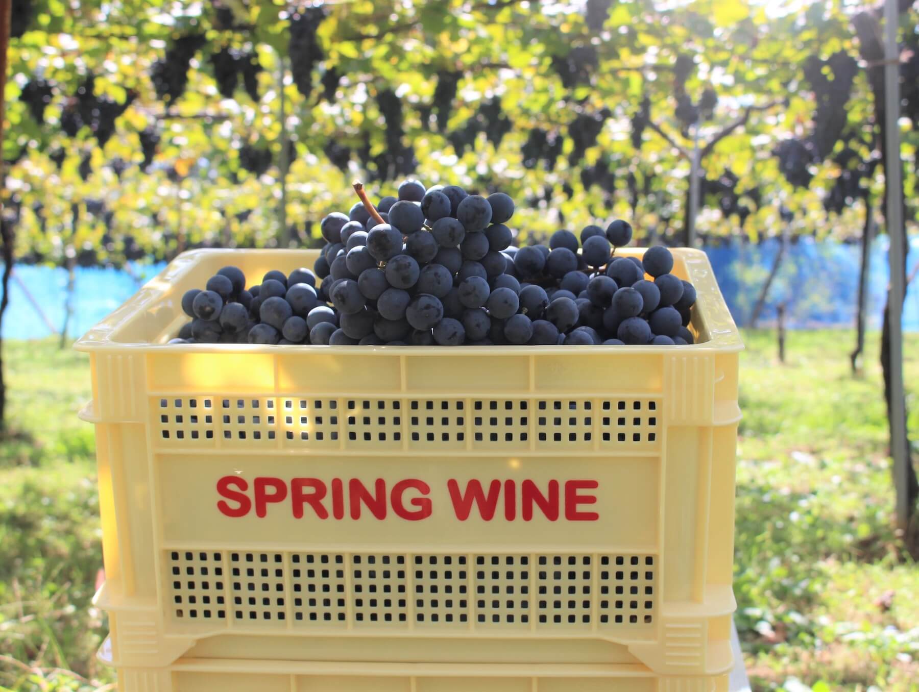 山梨のぶどうのワイン